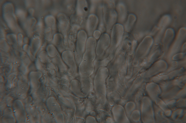 lignicolo da determinare (Hyphoderma radula)